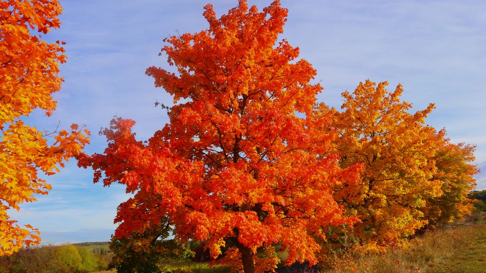 Ahornbäume im Herbst