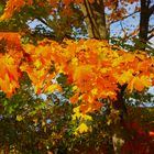 Ahornbäume im Herbst