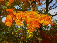 Ahornbäume im Herbst