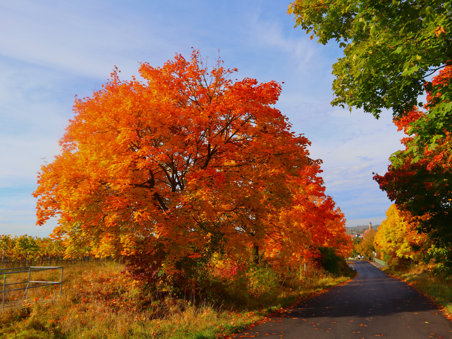 Ahornbäume im Herbst