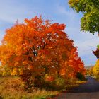 Ahornbäume im Herbst