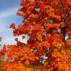 Ahornbäume im Herbst