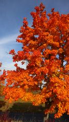 Ahornbäume im Herbst