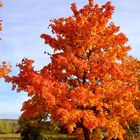 Ahornbäume im Herbst