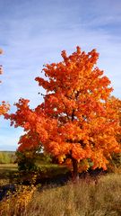 Ahornbäume im Herbst