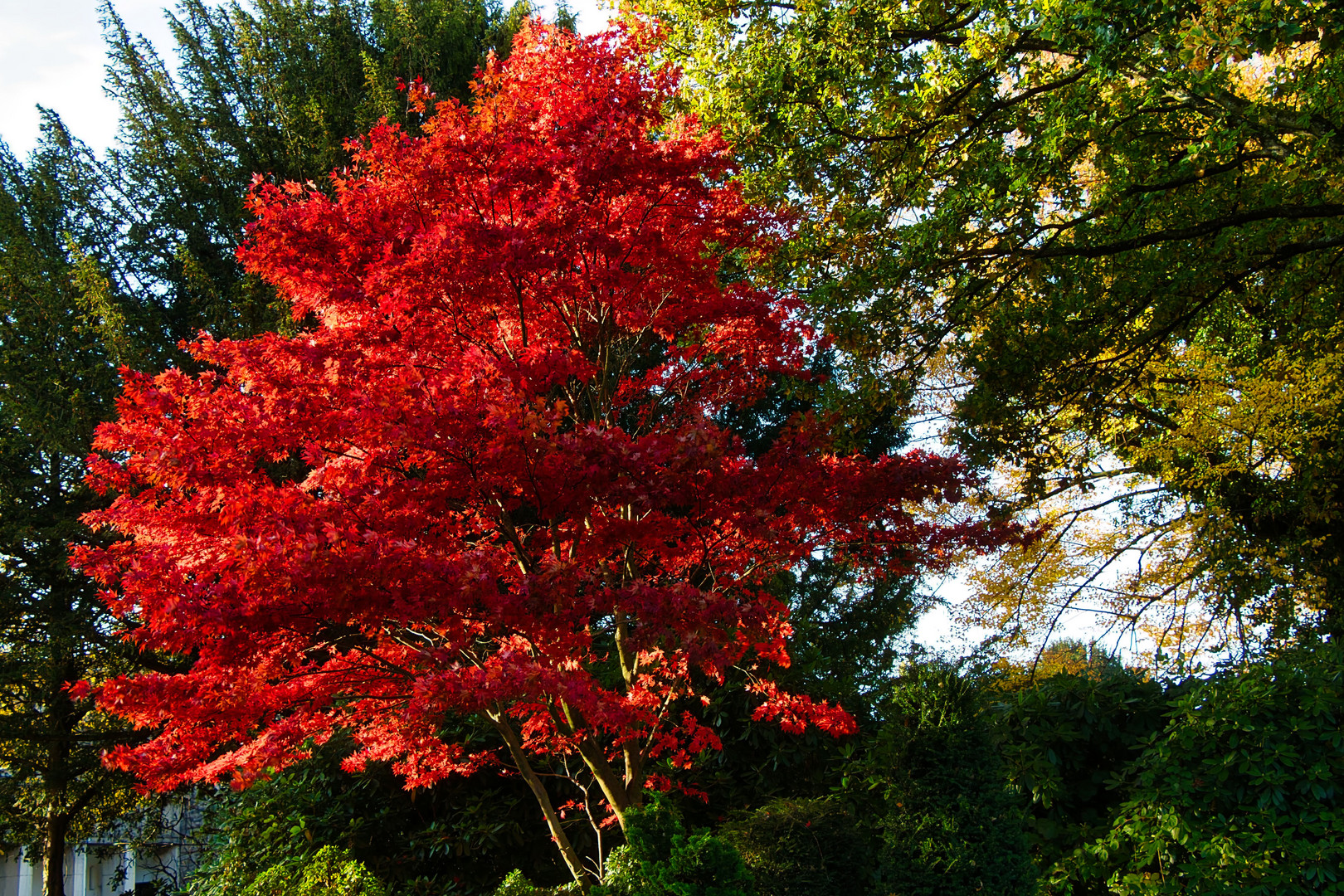 Ahornbaum im Herbst