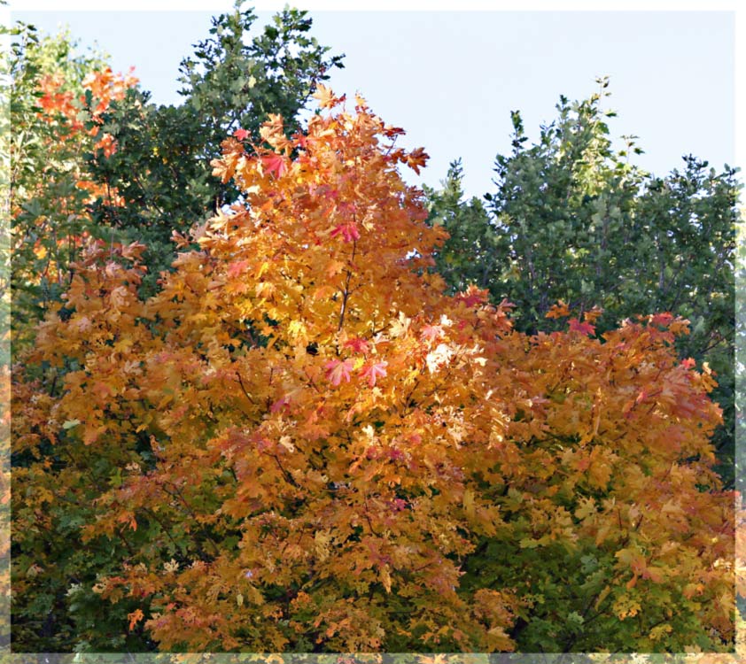 Ahornbaum im Herbstkleid