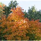 Ahornbaum im Herbstkleid