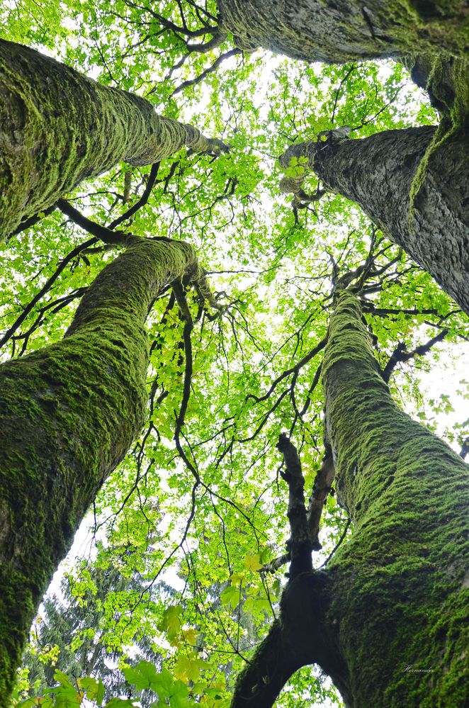 Ahornbaum mit fünf Stämmen Foto & Bild landschaft, wald, bäume Bilder
