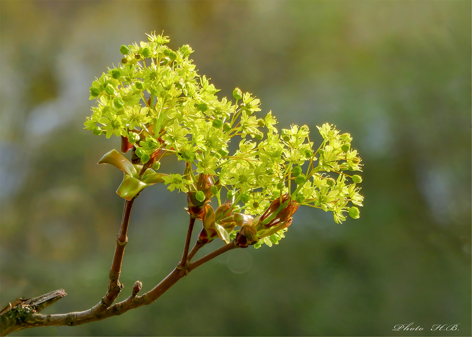 AHORNBAUMBLÜTE