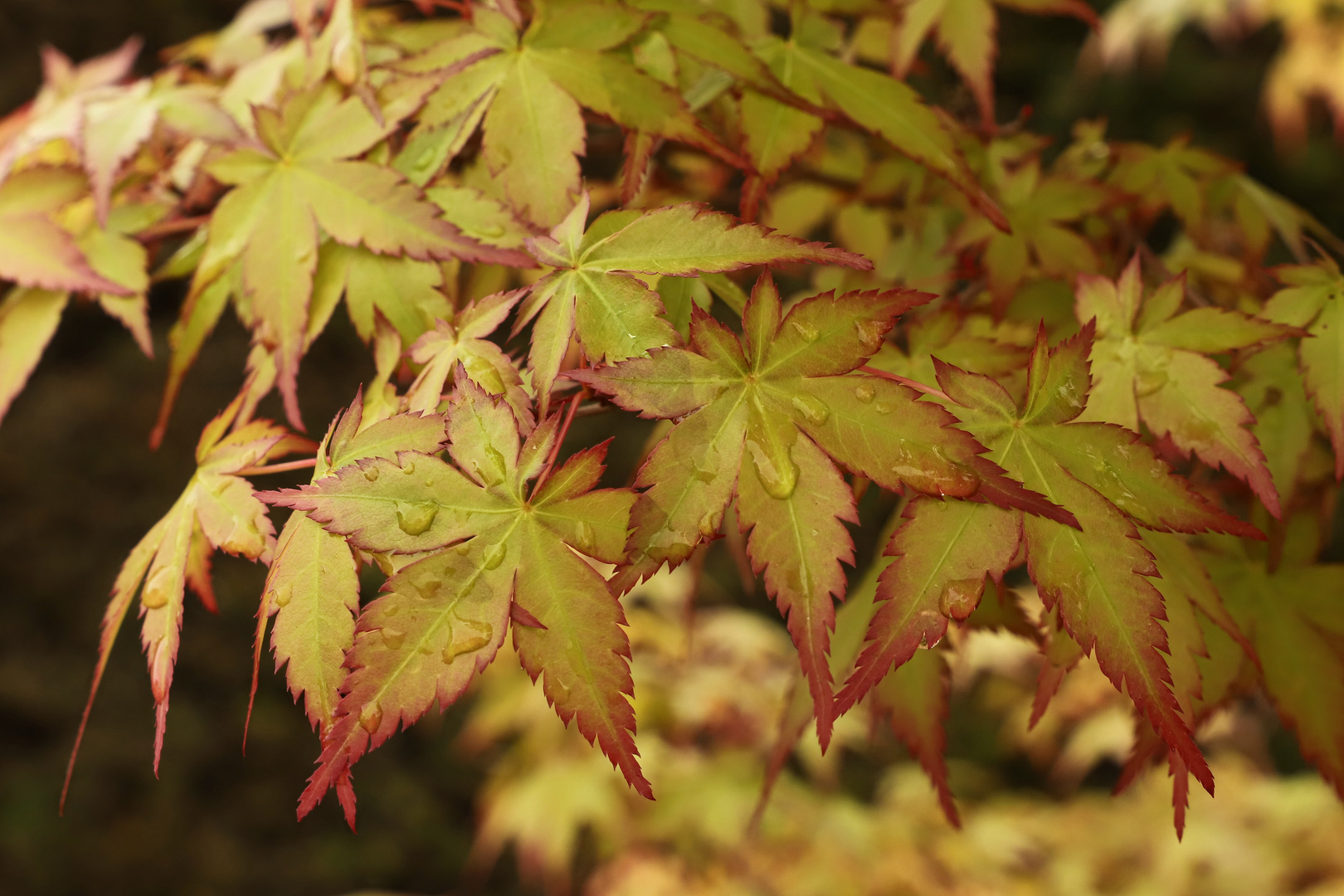 Ahornblätter (2019_05_03_EOS 6D Mark II_2127_ji)