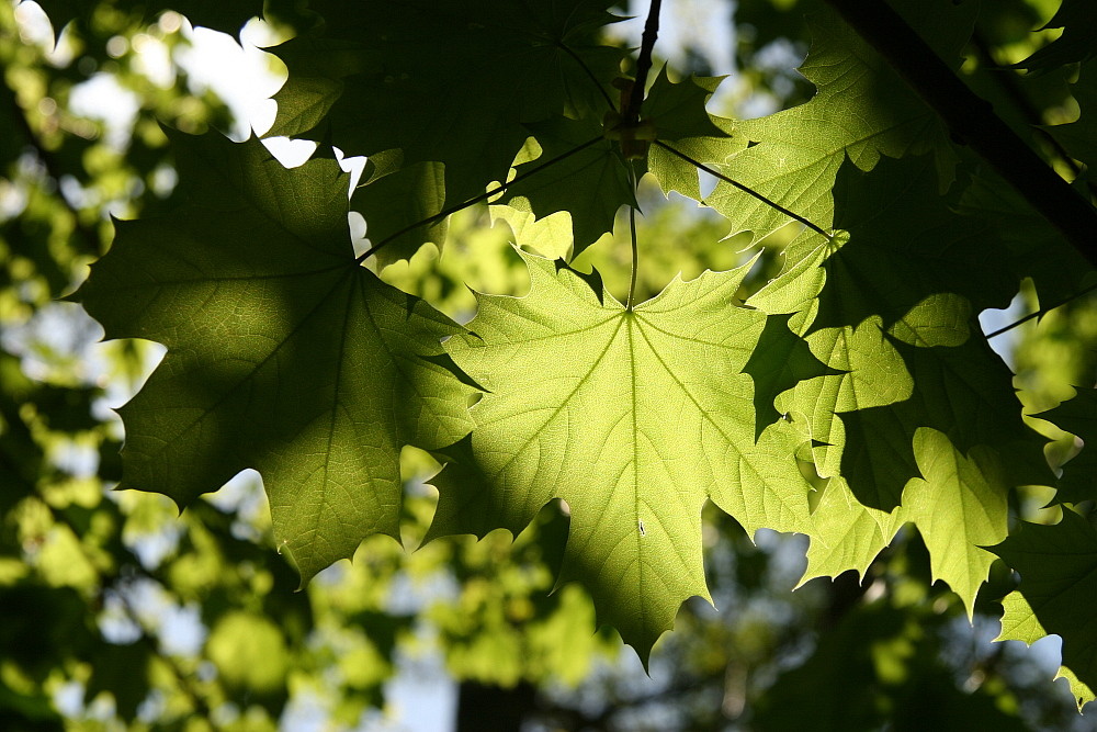 Ahornblätter Foto & Bild pflanzen, pilze