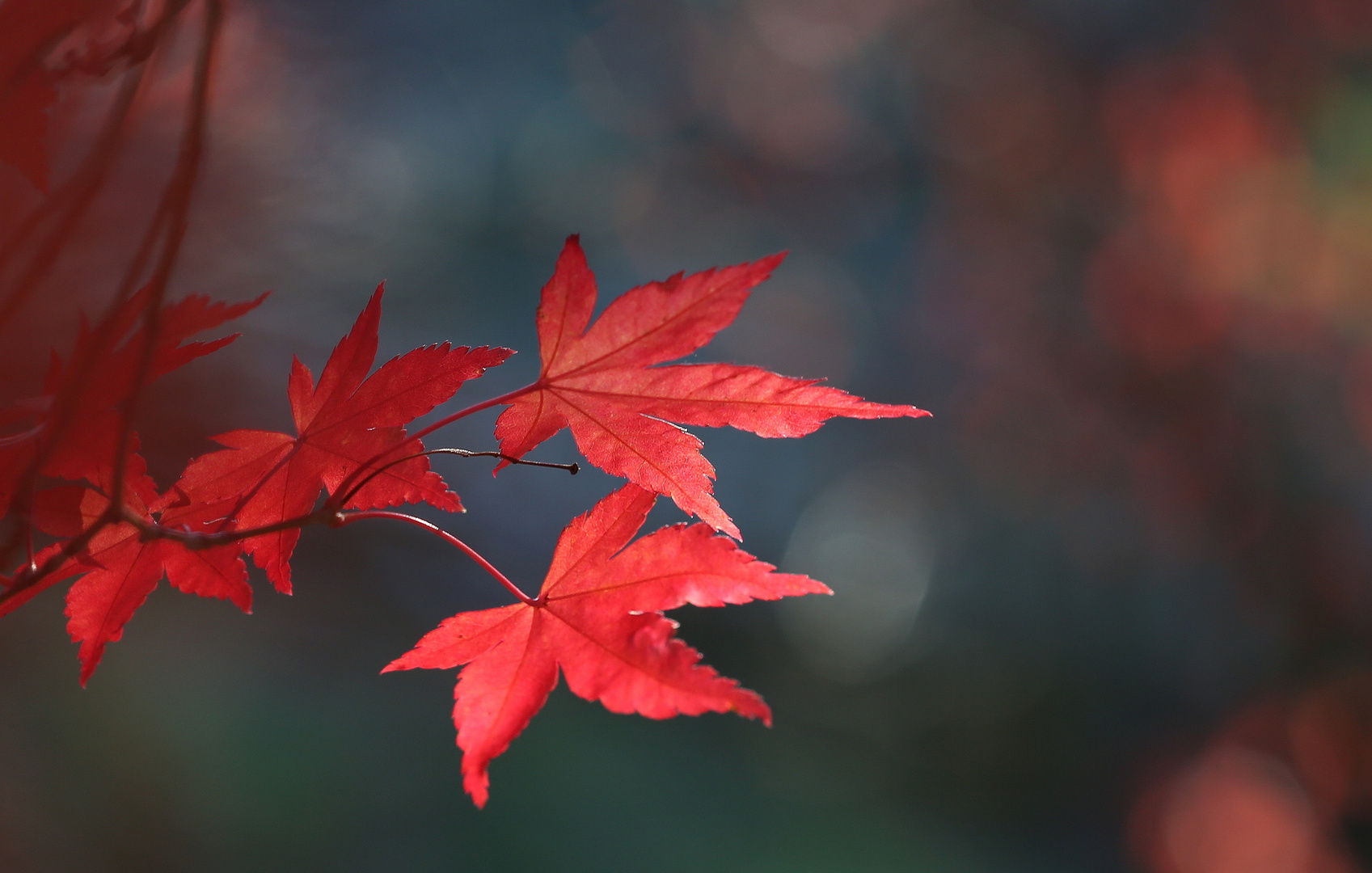 Ahornblätter Foto & Bild pflanzen, pilze