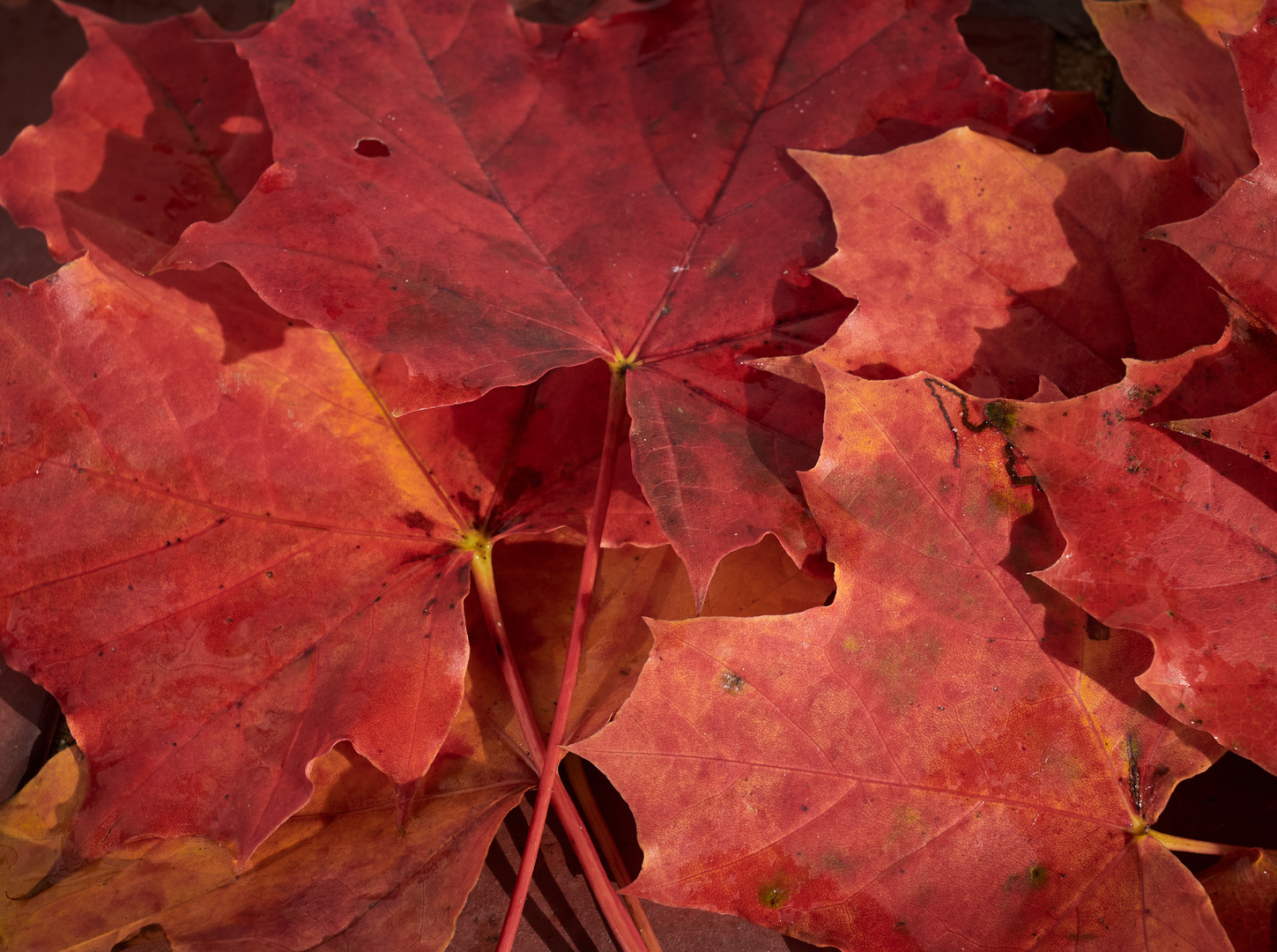 Ahornblätter Foto & Bild | rot, natur, herbst Bilder auf fotocommunity