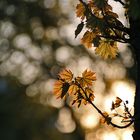 Ahornblätter im abendlichen Gegenlicht