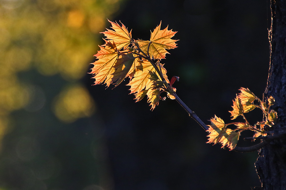 Ahornblätter im abendlichen Gegenlicht