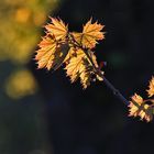 Ahornblätter im abendlichen Gegenlicht