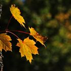 Ahornblätter im Gegenlicht