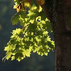 Ahornblätter im Gegenlicht