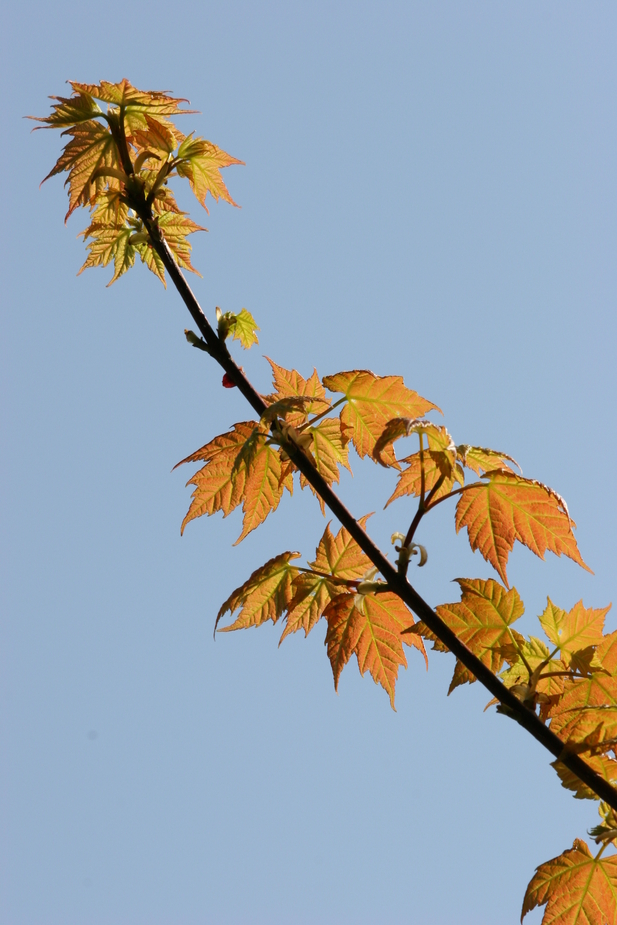 Ahornblätter im Gegenlicht