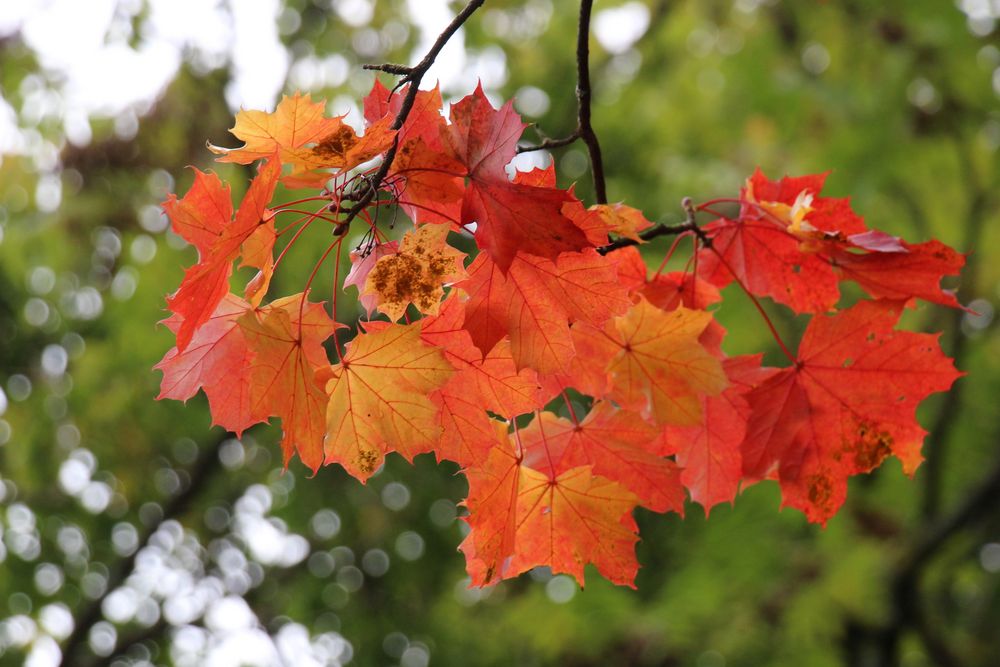 Ahornblätter im Herbst 