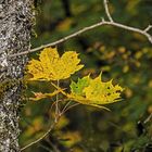 Ahornblätter im Herbstgold 160311_