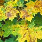 Ahornblätter im Herbstkleid