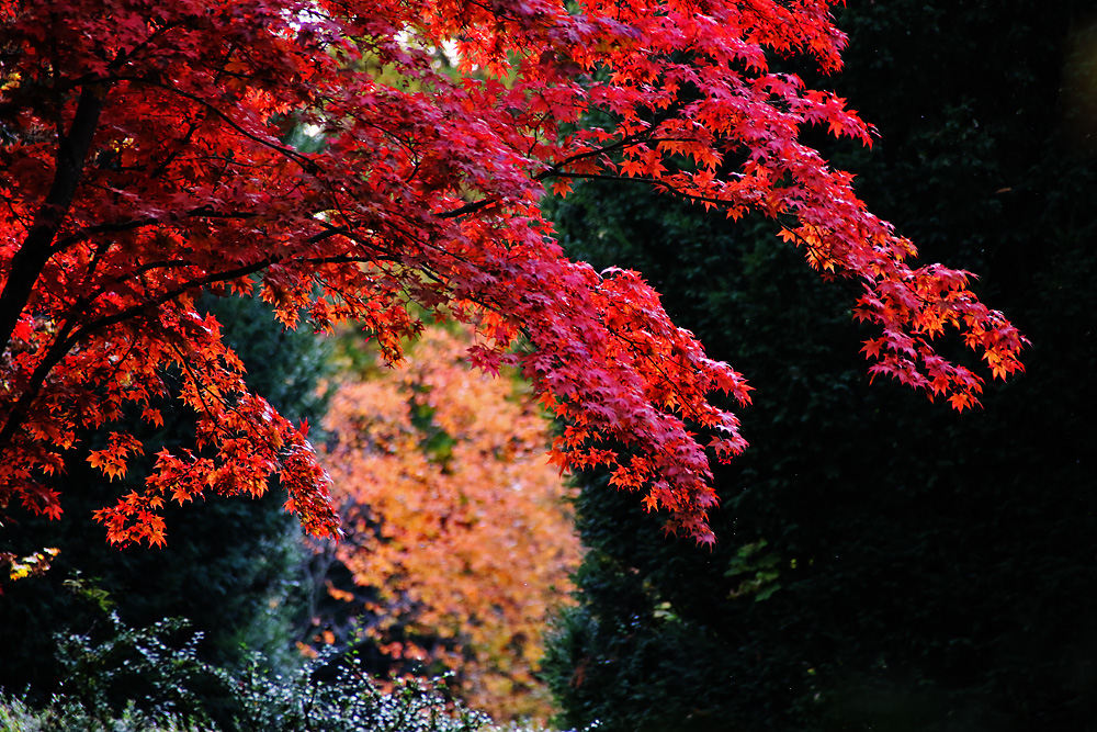 Ahornblätter im herbstlichen Gewande...