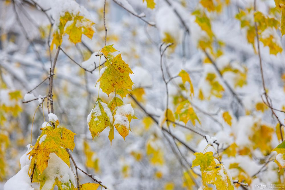 Ahornblätter im Winter