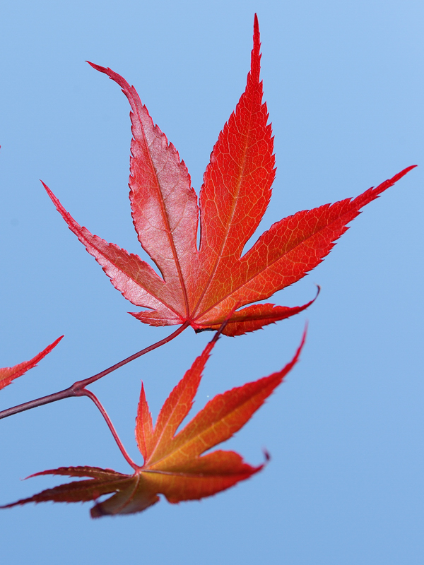 Ahornblätter (japanische Zwergahorn)