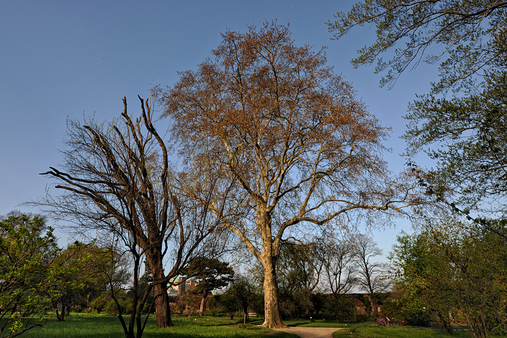 Ahornblättrige Platane - Platanus acerifolia