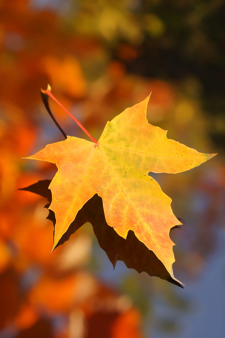 Ahornblatt Foto & Bild natur, herbst, 1 Bilder auf