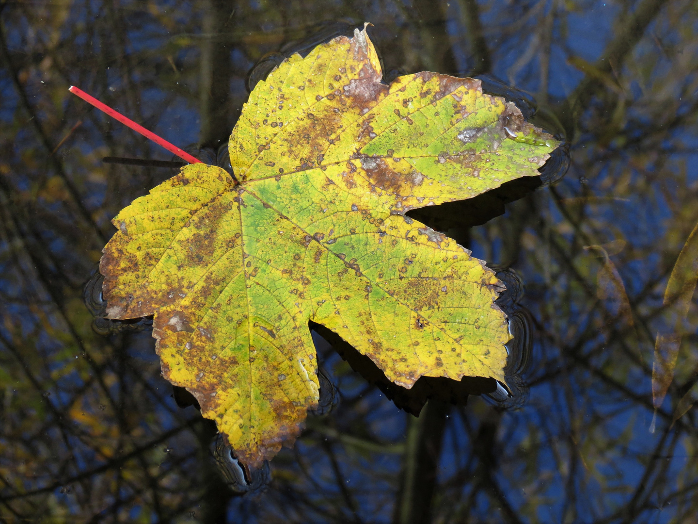 Ahornblatt Foto & Bild | jahreszeiten, herbst, natur Bilder auf