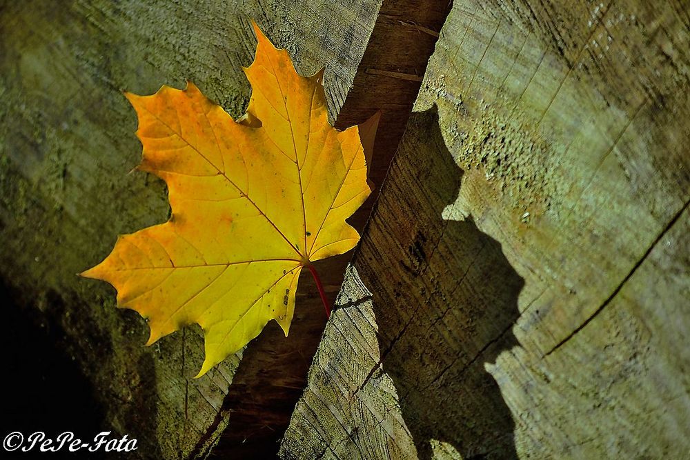 Ahornblatt Foto & Bild | jahreszeiten, herbst, natur Bilder auf