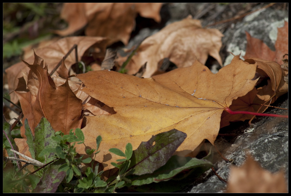 - Ahornblatt am Rheinufer -