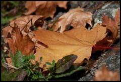 - Ahornblatt am Rheinufer -