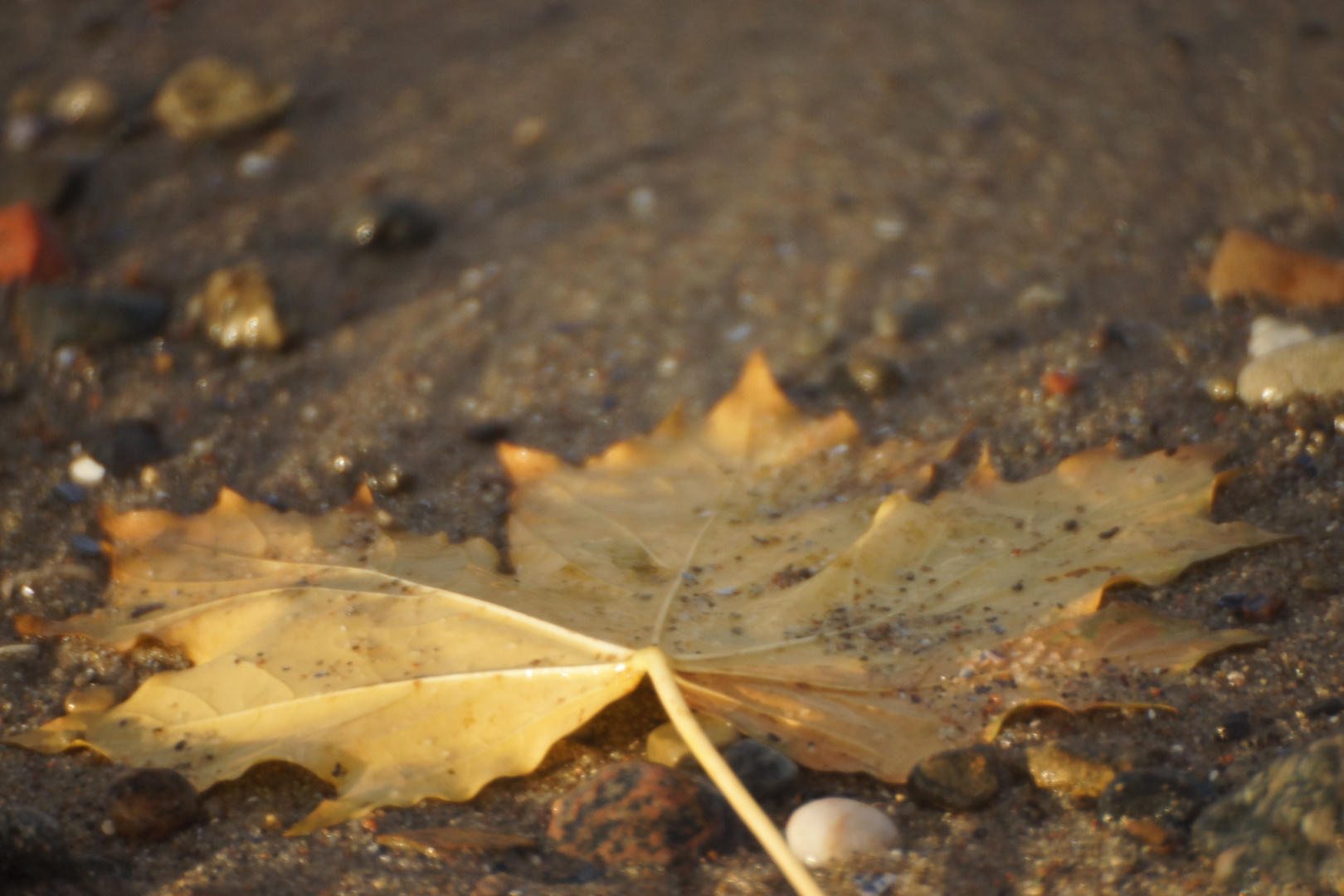 Ahornblatt am Strand