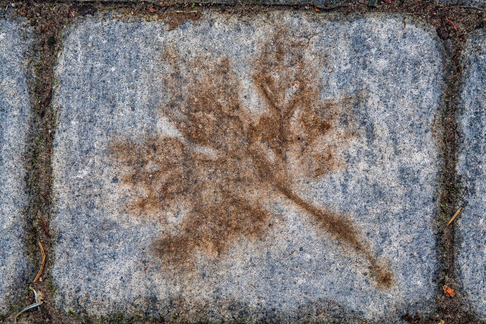 Ahornblatt auf Pflasterstein