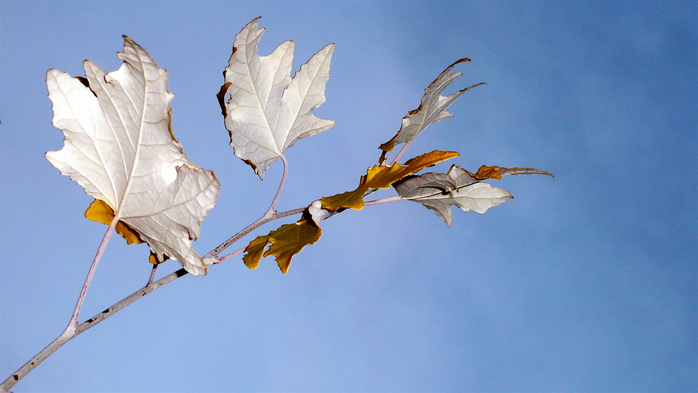 Ahornblatt - Autumn leaf