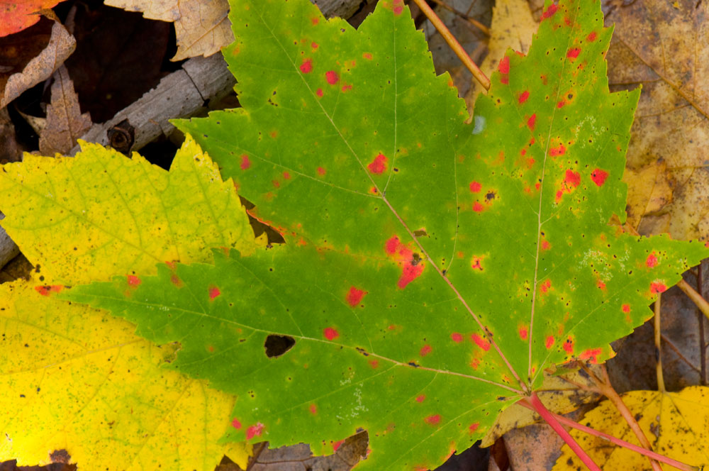 Ahornblatt Bild & Foto von Mother