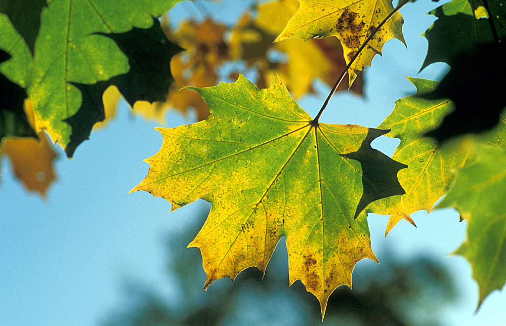 Ahornblatt Foto & Bild pflanzen, pilze