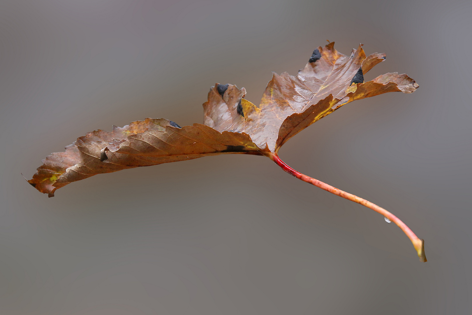 ahornblatt freischwebend