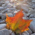 Ahornblatt im Abendlicht