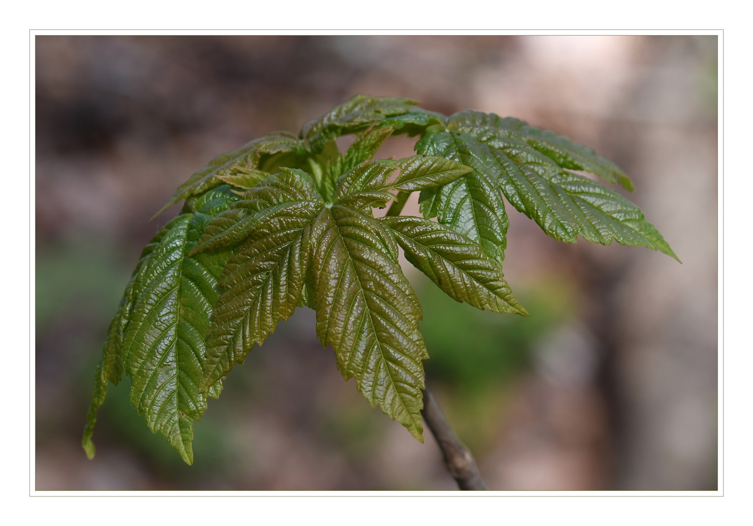 Ahornblatt im Frühling.