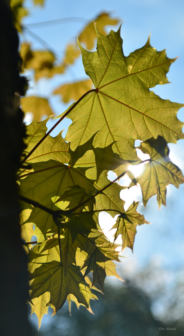 Ahornblatt im Gegenlicht