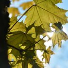 Ahornblatt im Gegenlicht