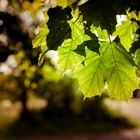 Ahornblatt im Gegenlicht