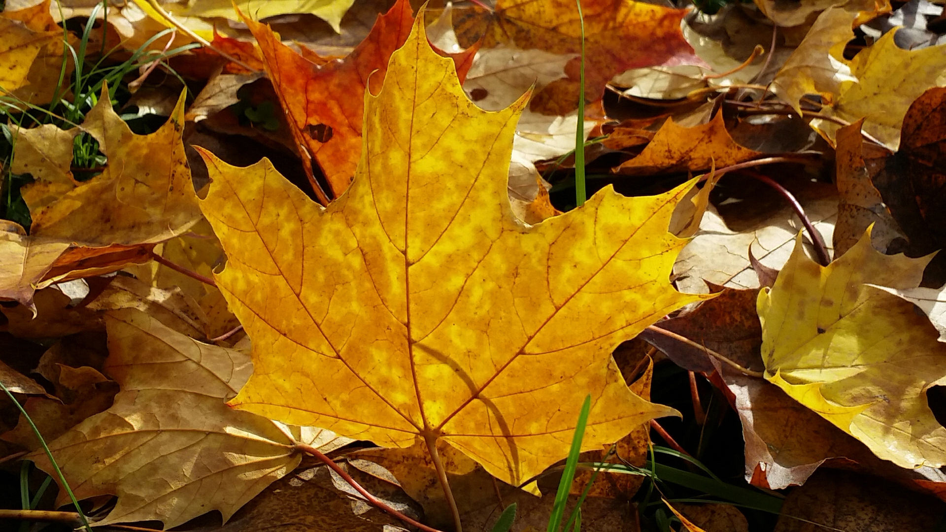 Ahornblatt im Herbst