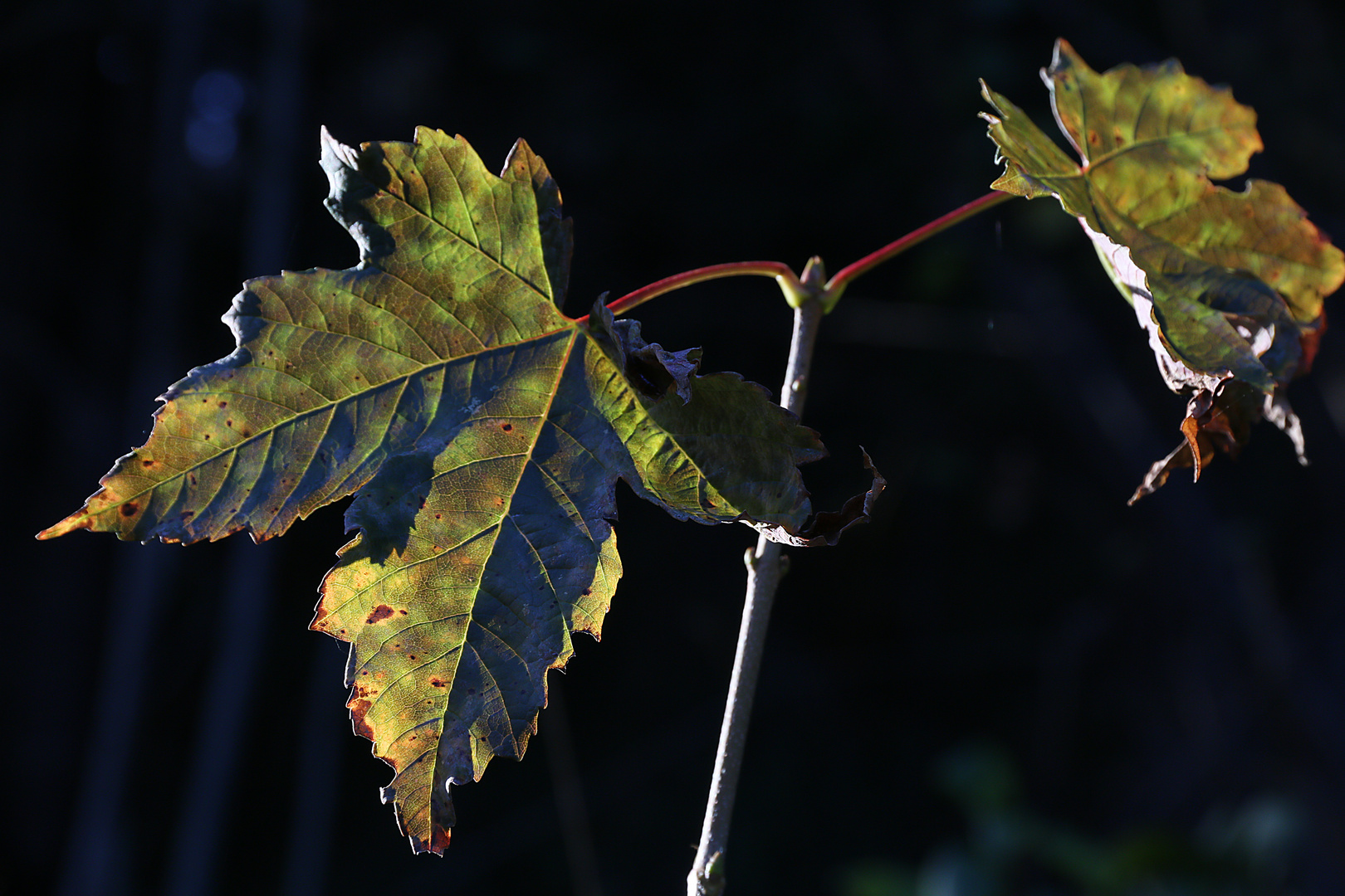 Ahornblatt im Herbst