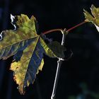 Ahornblatt im Herbst